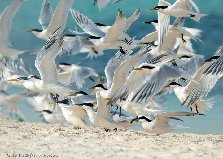 Cayenne tern (Thalasseus eurygnathus.